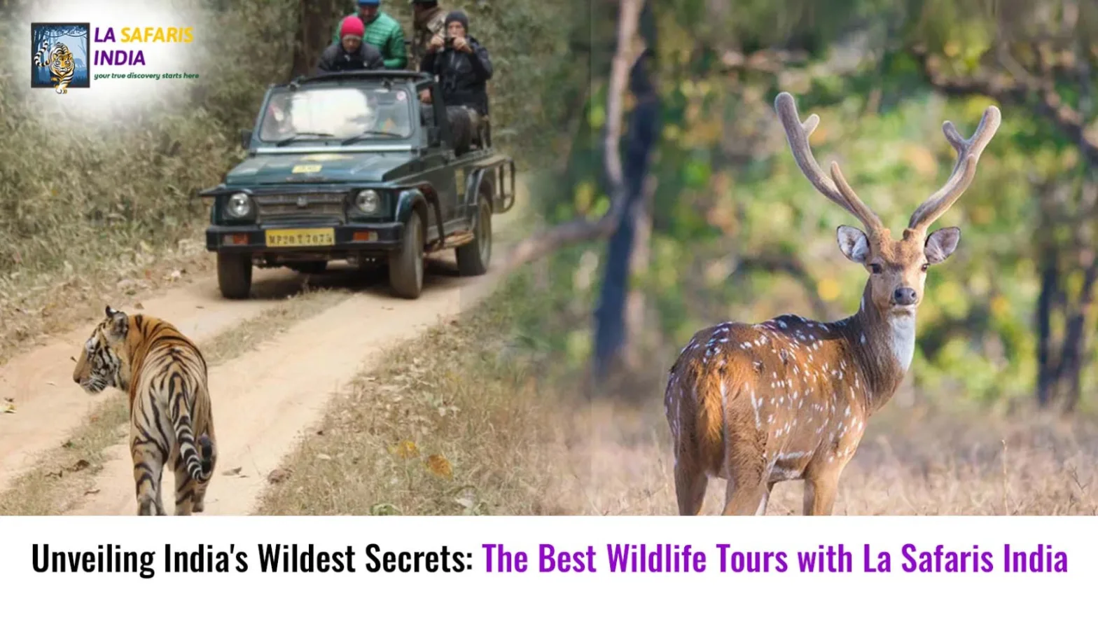 Best Wildlife Tours In India