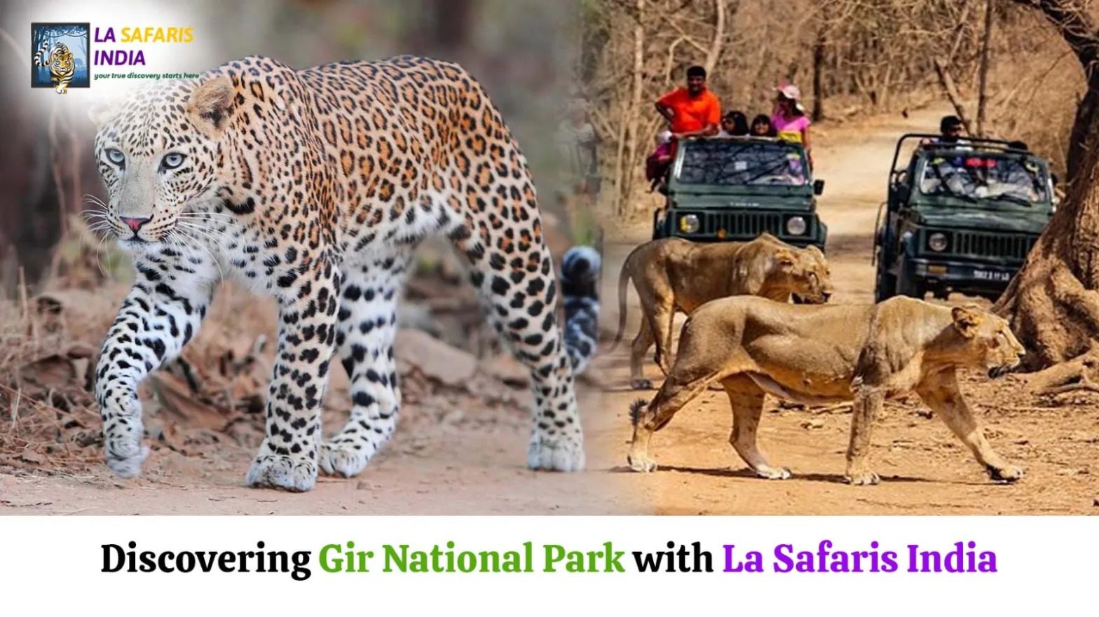 Safari tours in India