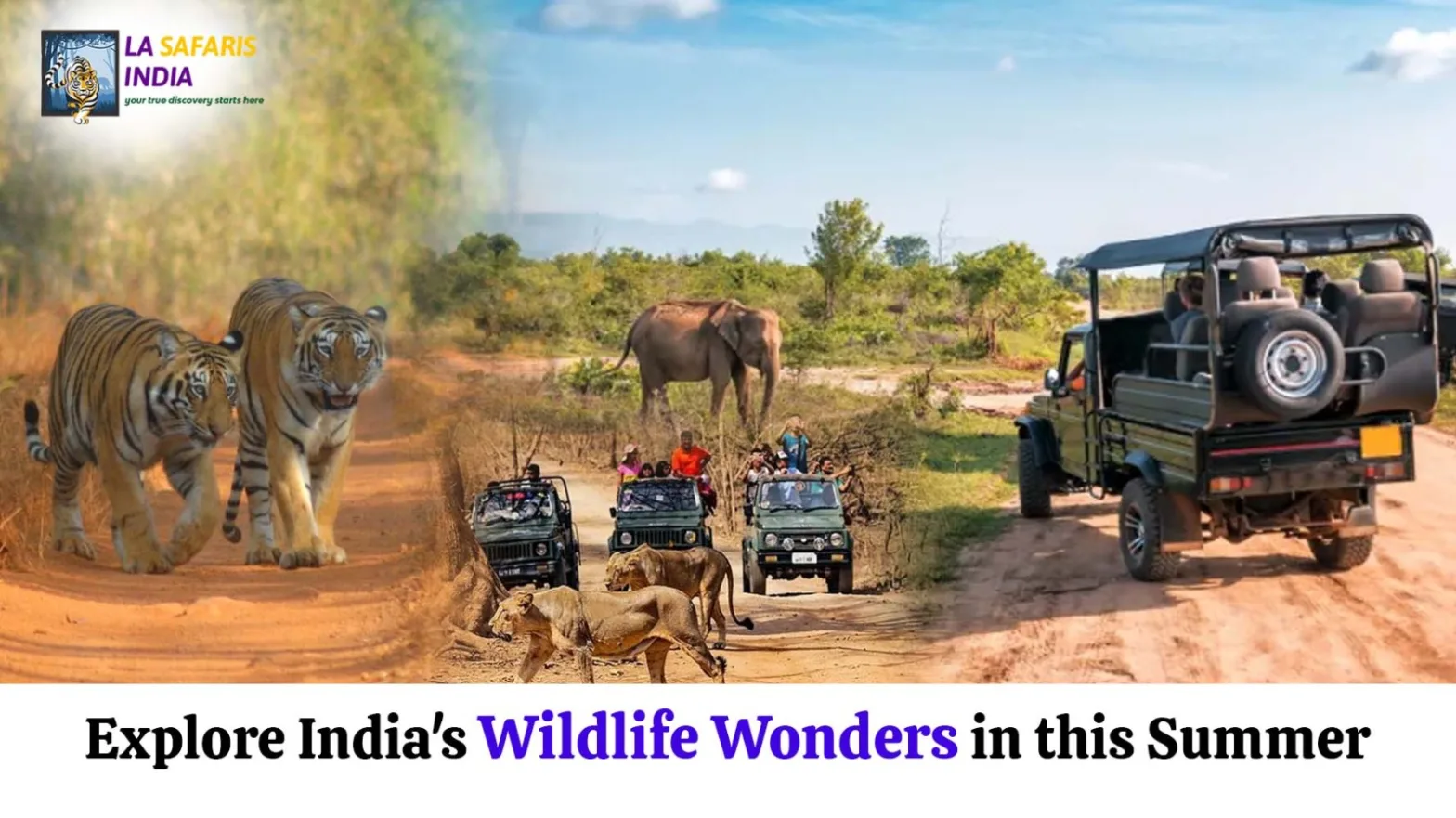 india wildlife safari tours from delhi