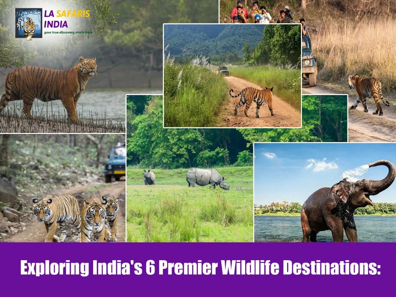 best wildlife tours from Delhi