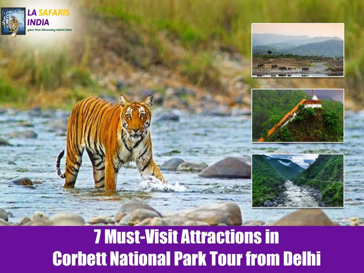 wildlife tour from Delhi