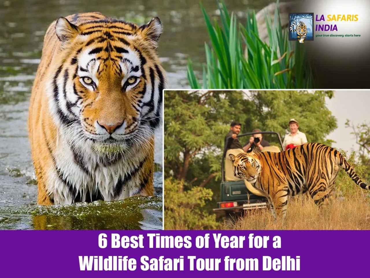 wildlife safari tour from Delhi