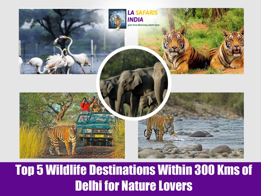 Top 5 Wildlife Destinations Within 300 Kms of Delhi for Nature Lovers