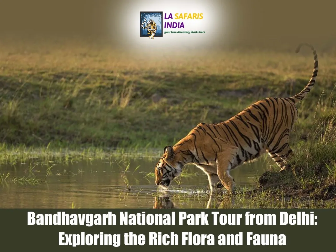 Bandhavgarh National Park