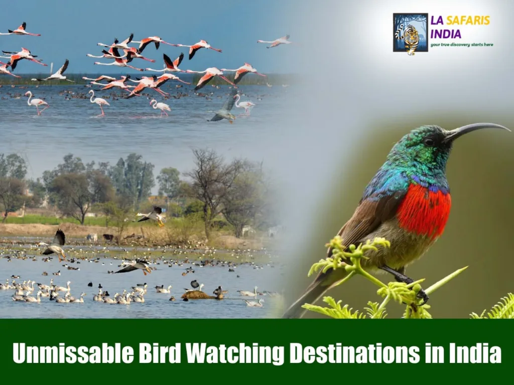 Unmissable Bird Watching Destinations in India