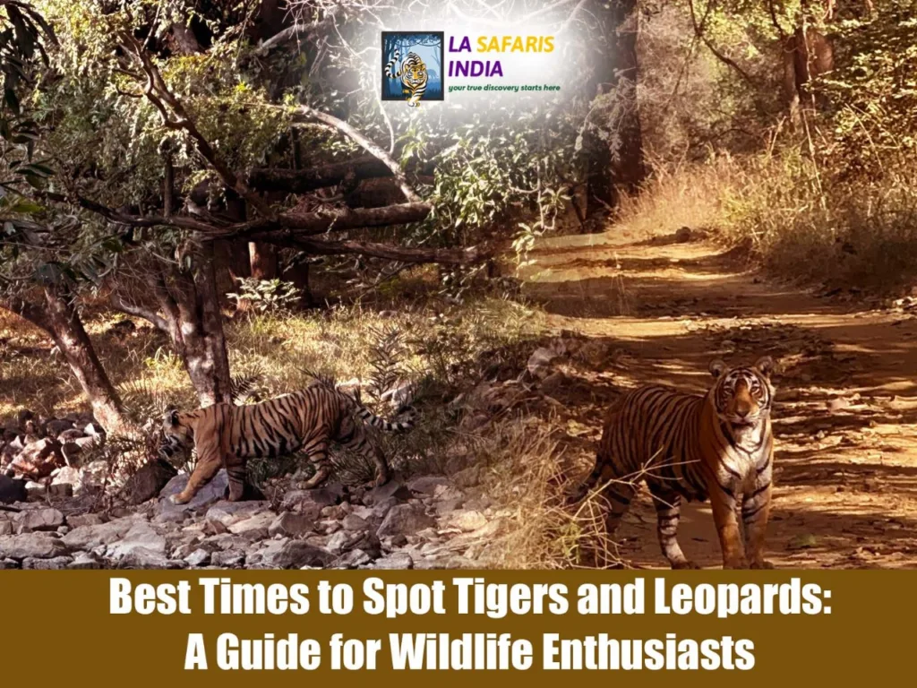 Best Times to Spot Tigers and Leopards: A Guide for Wildlife Enthusiasts