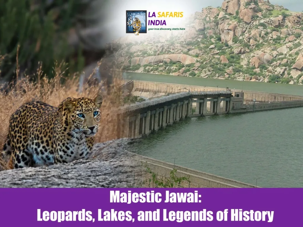 Majestic Jawai: Leopards, Lakes, and Legends of History