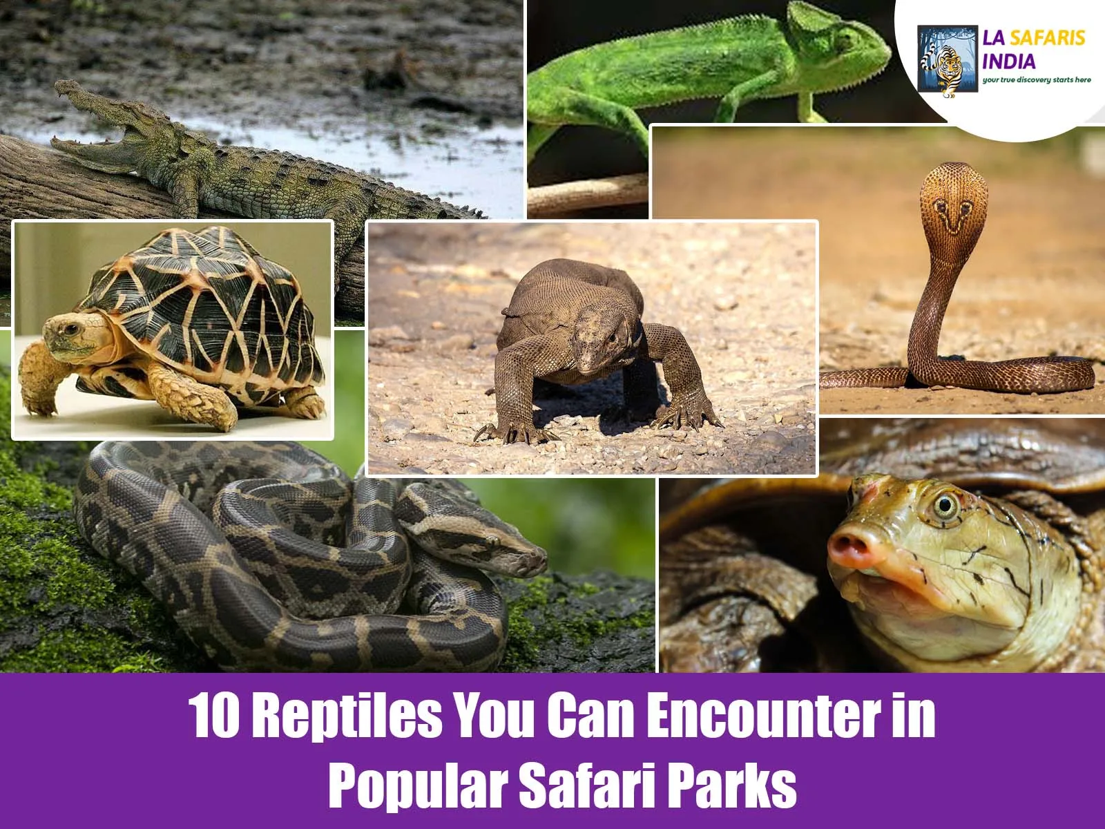 10 Reptiles You Can Encounter in Popular Safari Parks