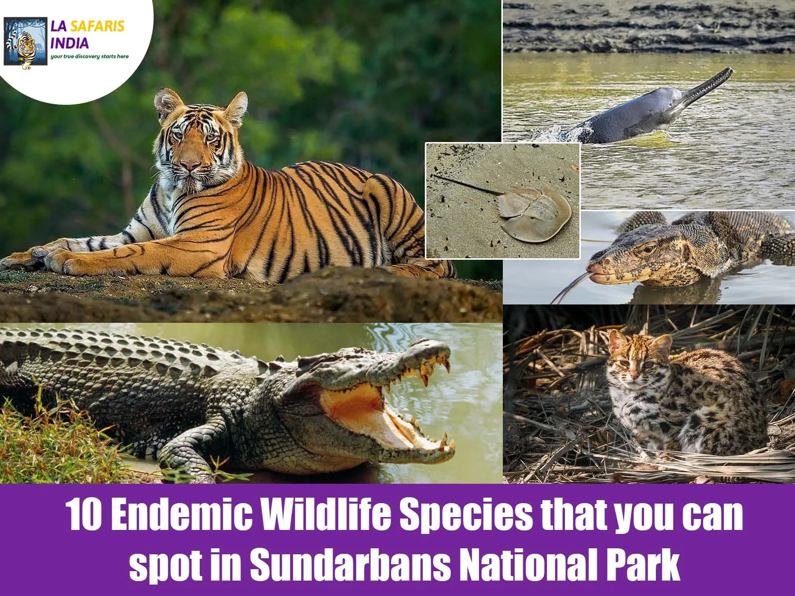10 Endemic Wildlife Species that you can spot in Sundarbans National Park