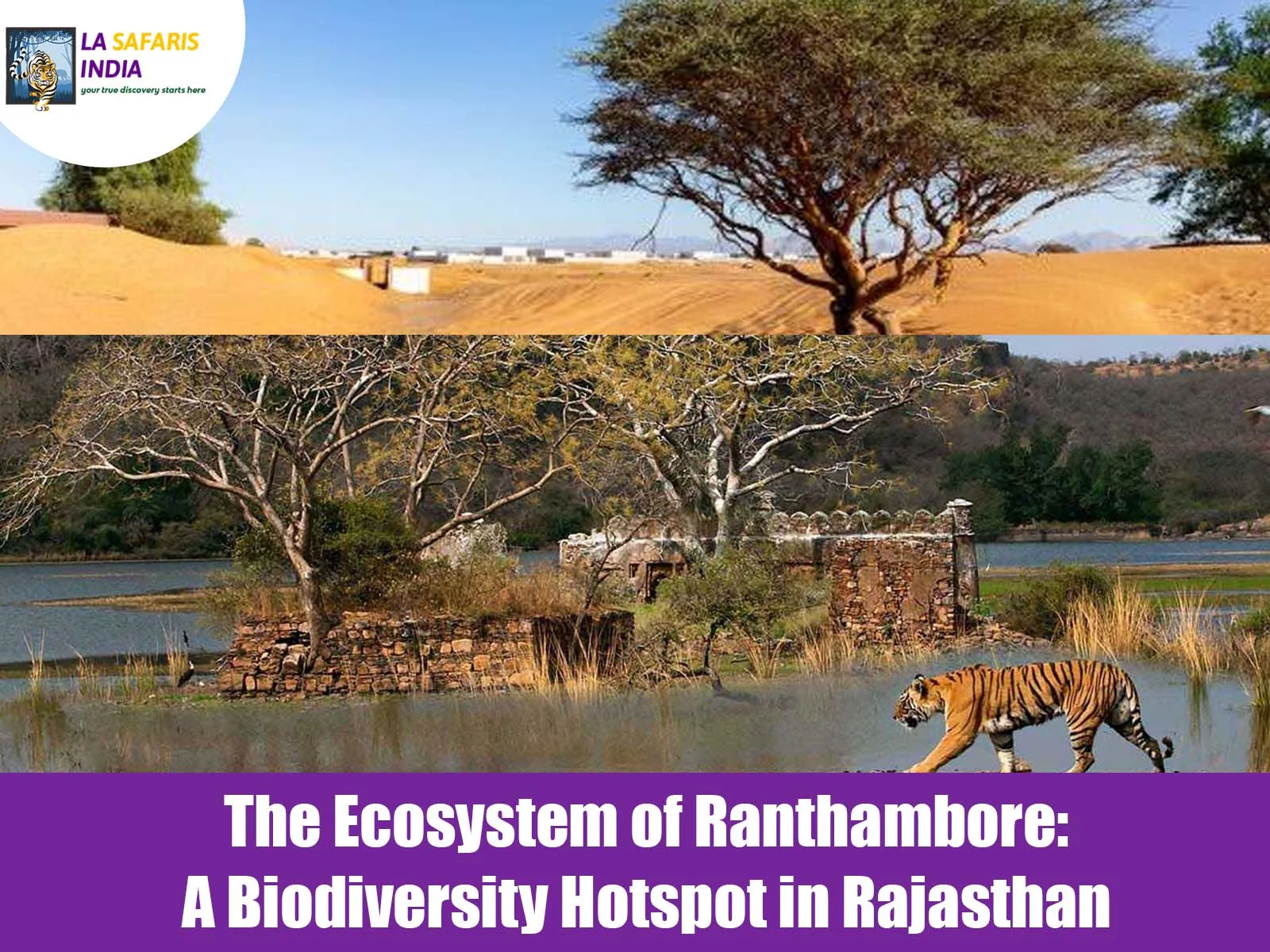 The Ecosystem of Ranthambore: A Biodiversity Hotspot in Rajasthan