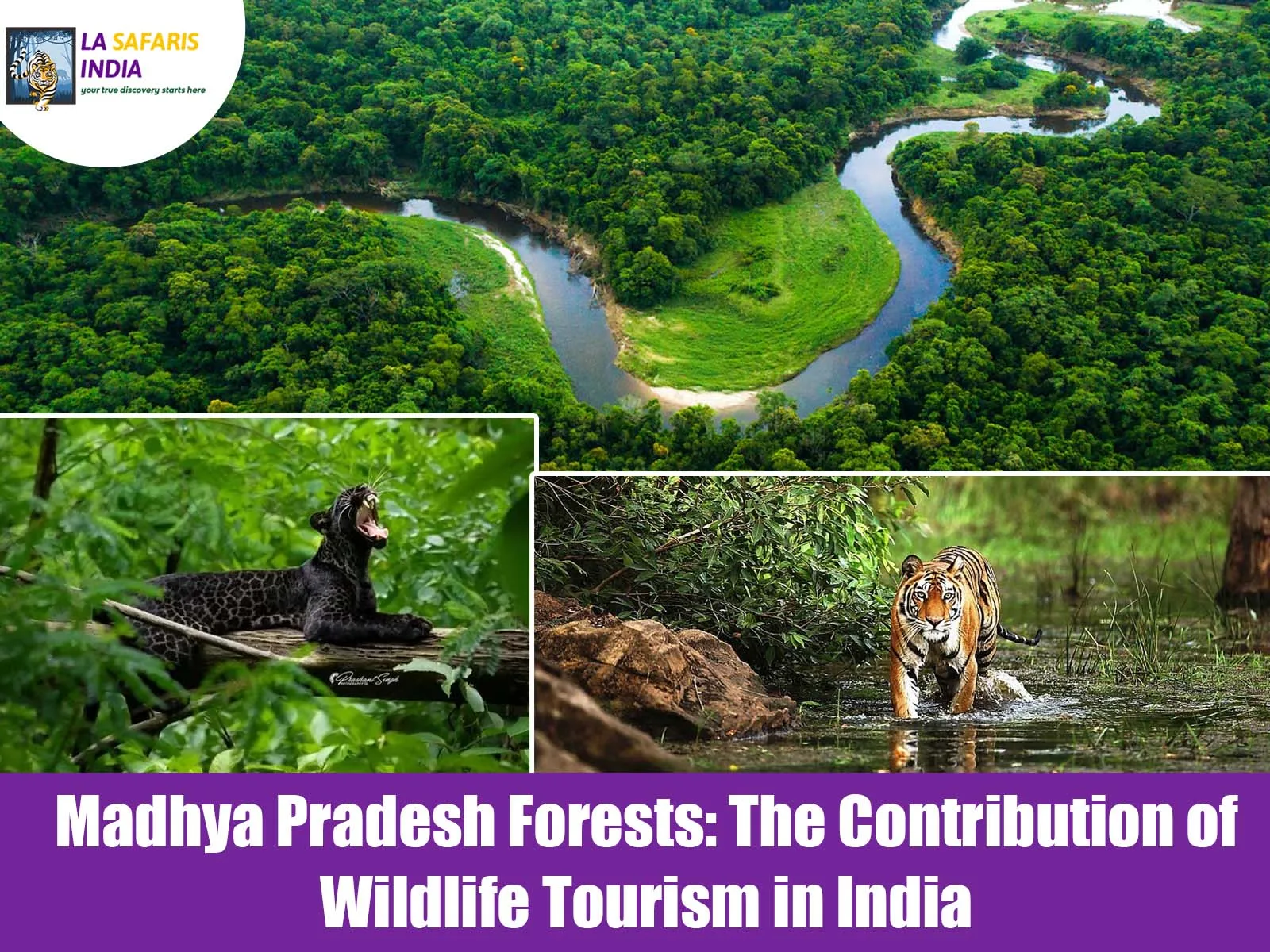 Madhya Pradesh Forests: The Contribution of Wildlife Tourism in India
