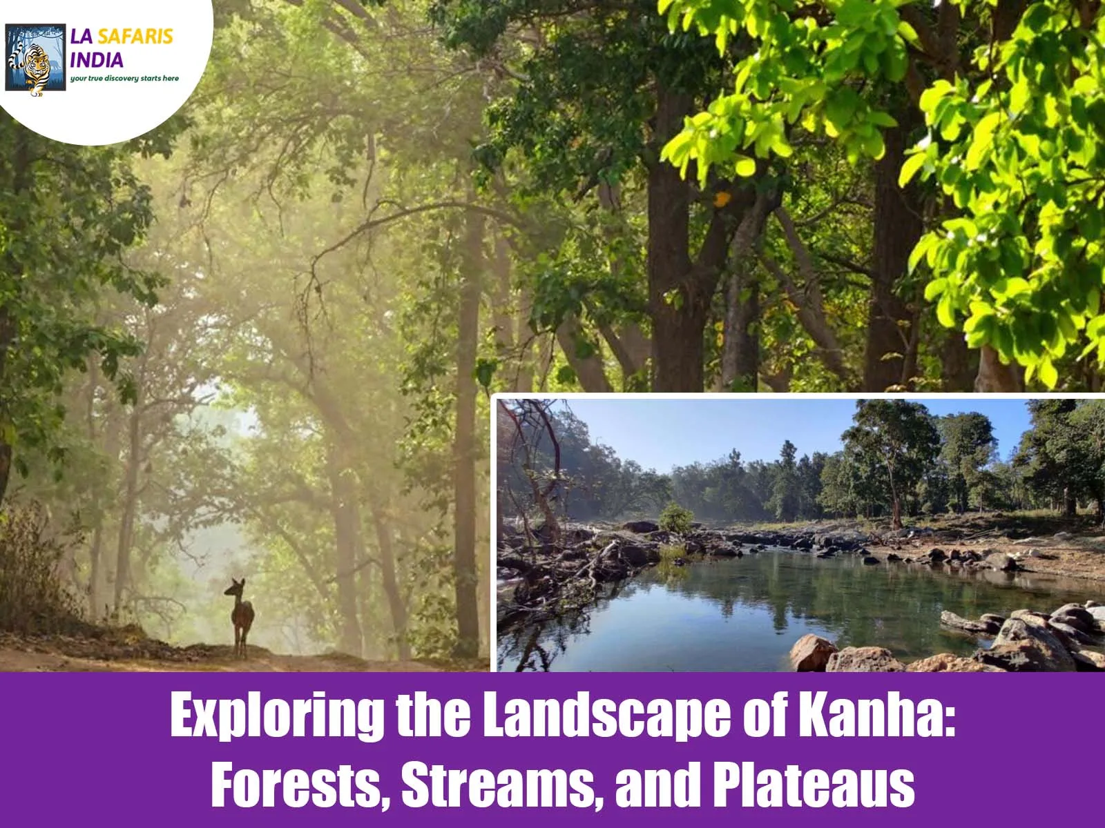 Exploring the Landscape of Kanha: Forests, Streams, and Plateaus
