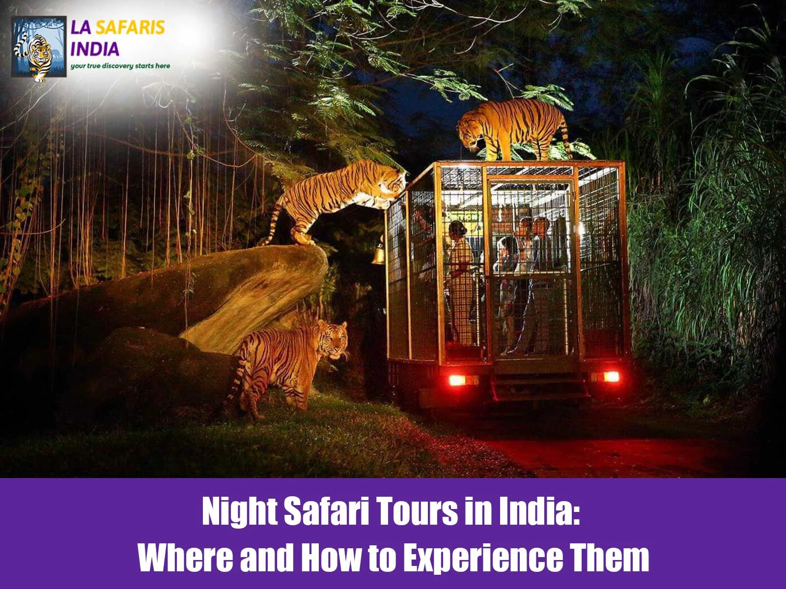Night Safari Tours in India: Where and How to Experience Them