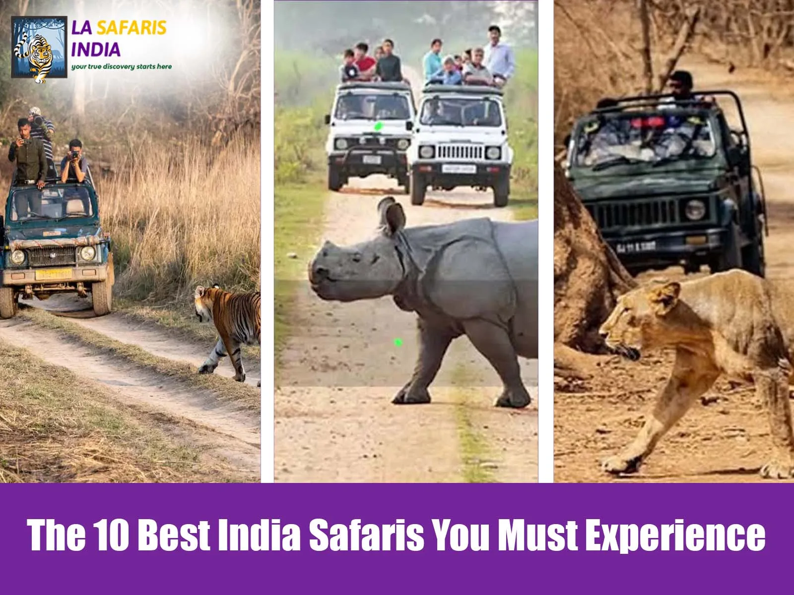 The 10 Best India Safaris You Must Experience