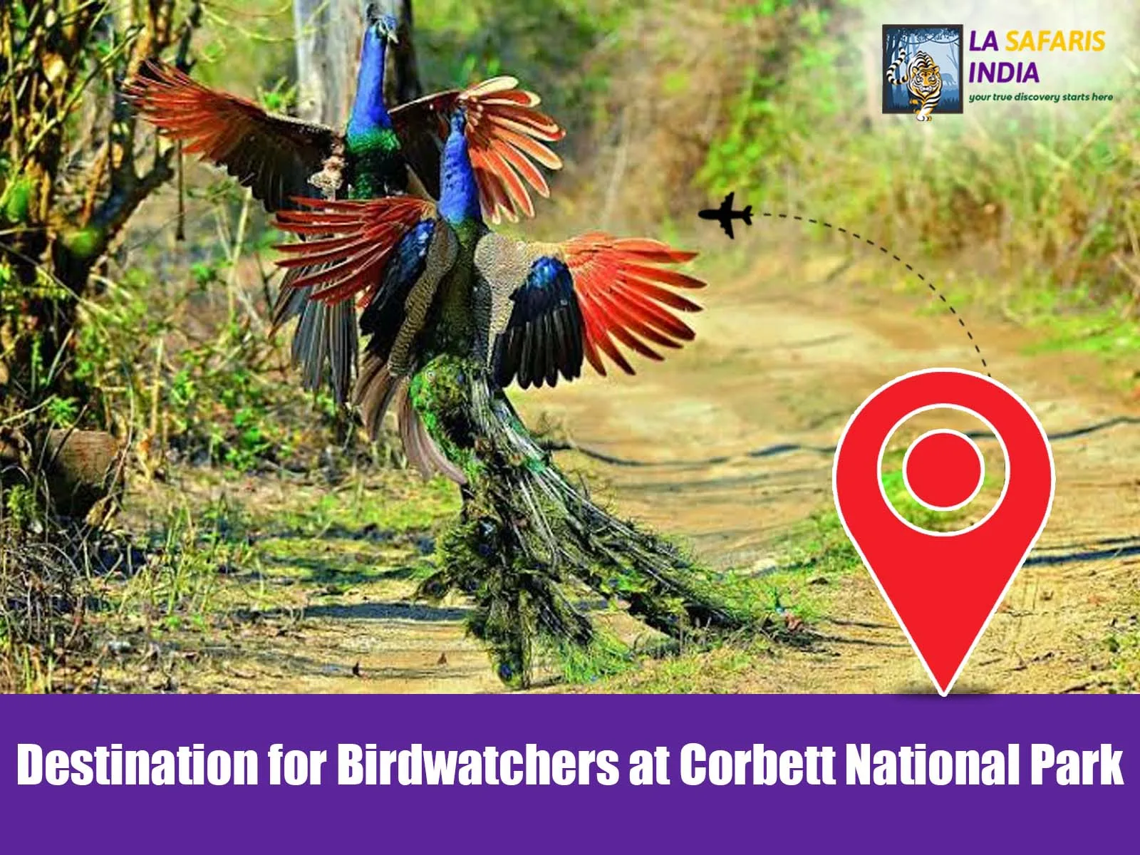 Destination for Birdwatchers at Corbett National Park