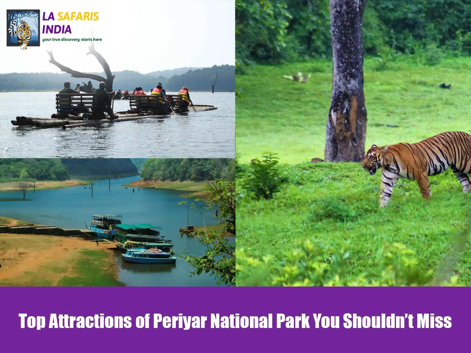Top Attractions of Periyar National Park You Shouldn’t Miss