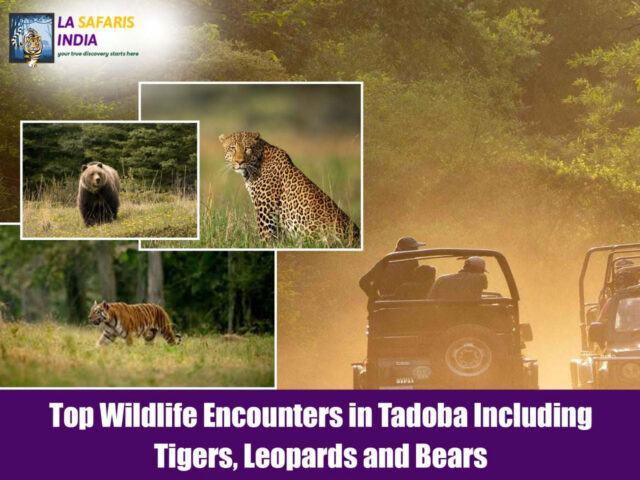 Top Wildlife Encounters in Tadoba Including Tigers, Leopards and Bears