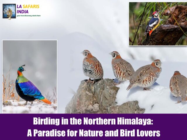 Birding in the Northern Himalaya: A Paradise for Nature and Bird Lovers