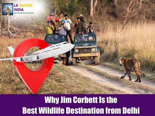 Why Jim Corbett Is the Best Wildlife Destination from Delhi