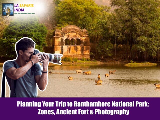 Planning Your Trip to Ranthambore National Park: Zones, Ancient Fort & Photography