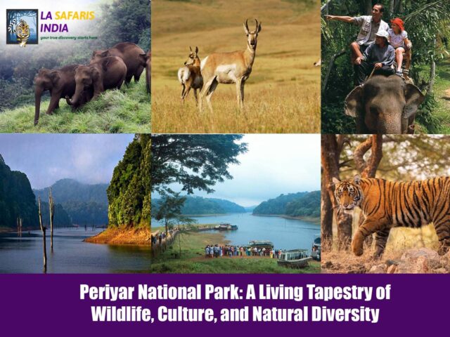 Periyar National Park: A Living Tapestry of Wildlife, Culture, and Natural Diversity