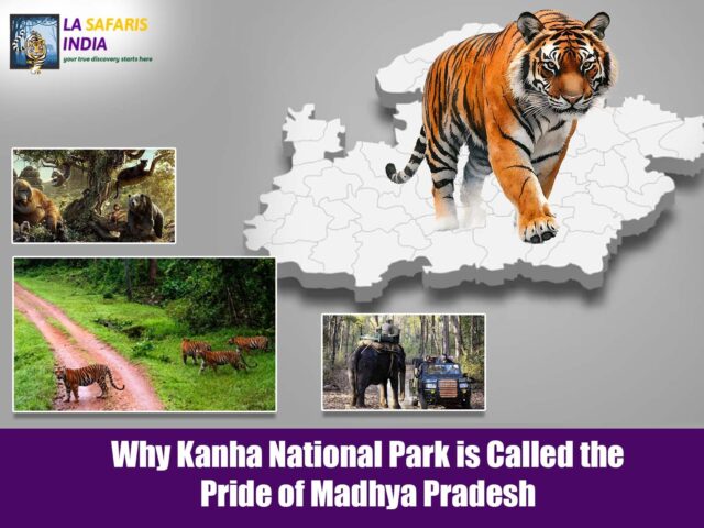 Why Kanha National Park is Called the Pride of Madhya Pradesh