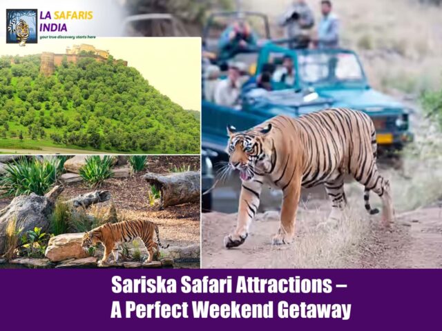 Sariska Safari Attractions – A Perfect Weekend Getawa