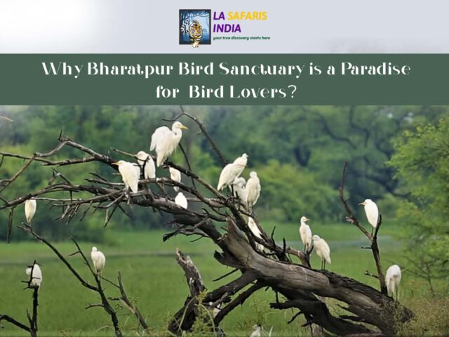 Why Bharatpur Bird Sanctuary is a Paradise for Bird Lovers?