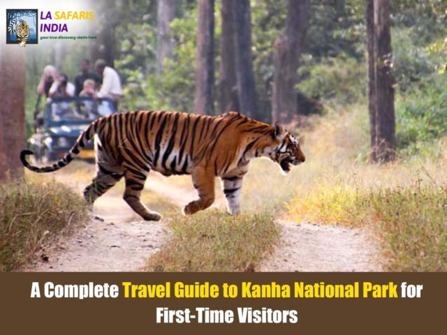 A Complete Travel Guide to Kanha National Park for First-Time Visitors