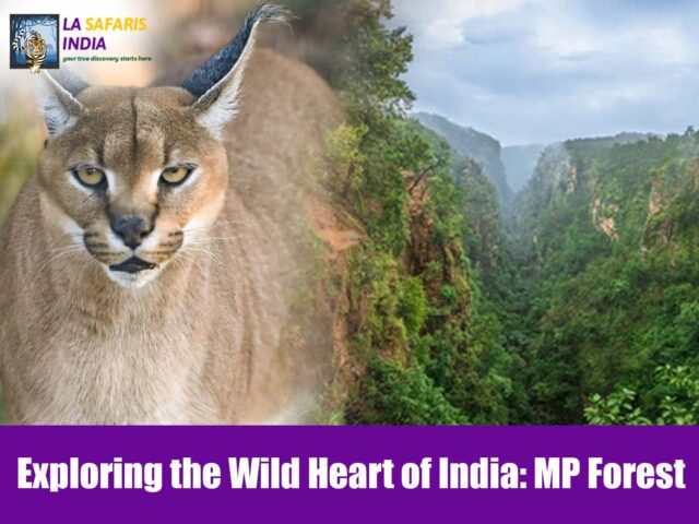 Exploring the Wild Heart of India: MP Forest