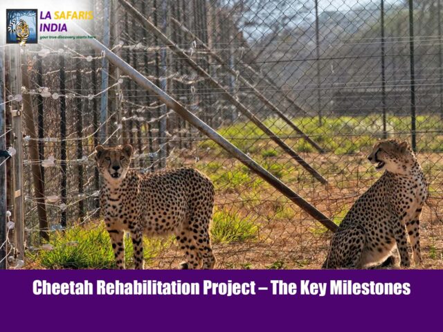 Cheetah Rehabilitation Project – The Key Milestones